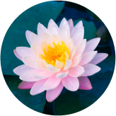 チューベロース多糖体