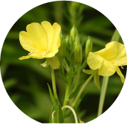 メマツヨイグサ種子エキス